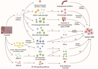 A novel enemy of cancer: recent investigations into protozoan anti-tumor properties